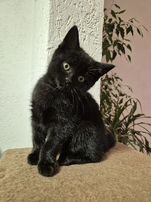 2 Baby-Kätzchen suchen neues Zuhause
