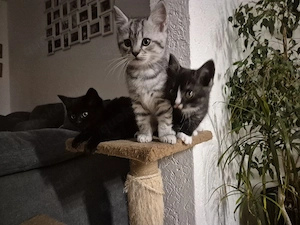3 Baby-Kätzchen suchen neues Zuhause