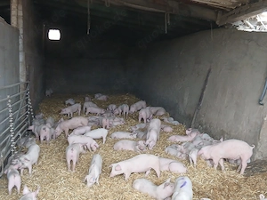 Ferkel Dl   Pi  Schwein Sau