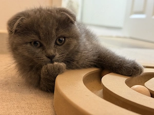 Katze kitten Katzen Baby 