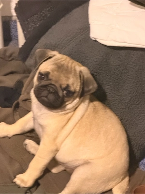 Mops mädchen 16 wochen alt 