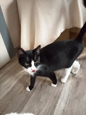 Liebe Katzen Mama sucht Platz
