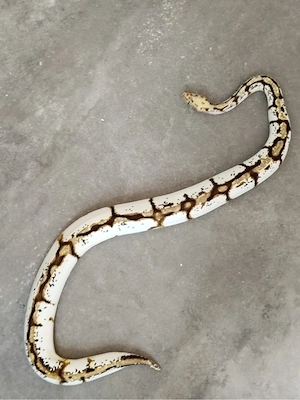 Königs Python 