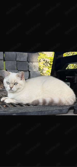 Blue point Blh Kater
