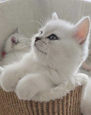 Zauberhafte BKH Kitten in Silver Chinchilla   