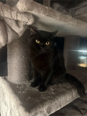 Schwarzer Bkh Kater