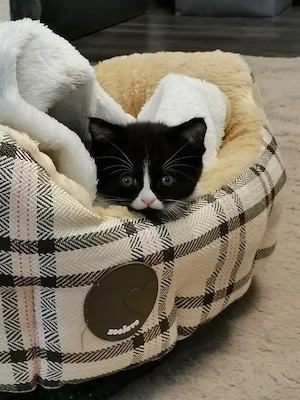 Süßes schwarz-weißes Kätzchen (Ragdoll-BKH Mix) in liebevolle Hände abzugeben