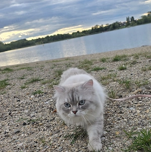 Britisches Katzenpaar
