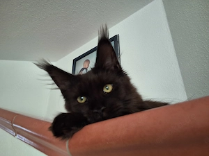 Maine Coon mit Stammbaum 