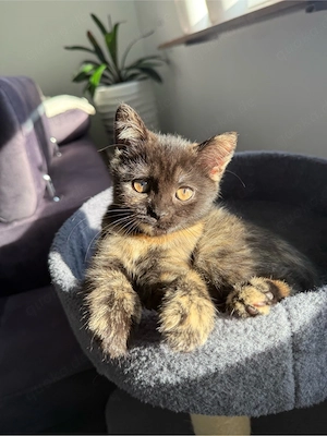 bezauberndes Katzen Mädchen 15 Wochen