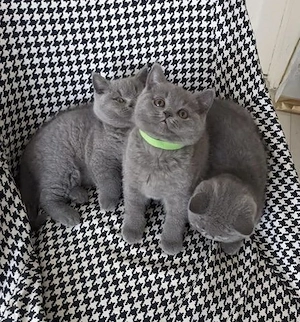  3Wunderschöne reinrassige BKH Kätzchen 