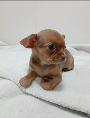 Chihuahua Welpe Abgabe bereit