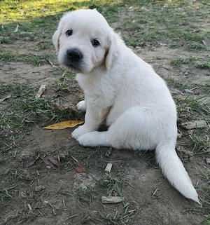 Golden Retriever Welpe Rüde sucht noch eine Familie 