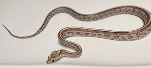 Kornnatter Pantherophis guttatus