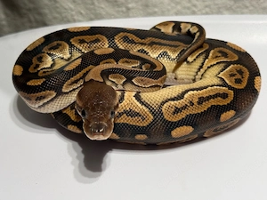 Königspython Python regius Bild 3