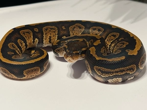 Königspython Python regius Bild 4