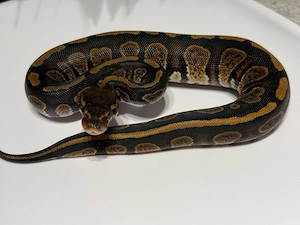 Königspython Python regius Bild 5