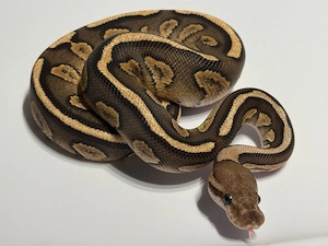 Königspython Python regius Bild 2