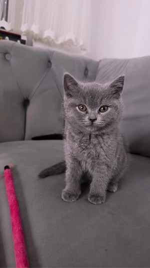 BKH Kitte   