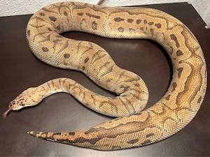 0.1 Pastel Clown 100% het Pied