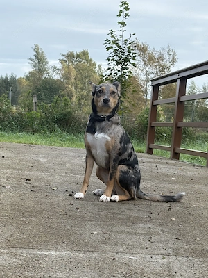 Nala Australien Shepherd Malinois Mix 