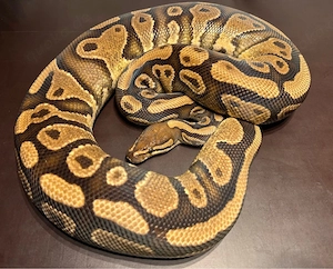 0.1 YB 100% dh Clown Pied