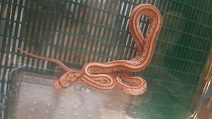 Kornnattern Pantherophis guttatus Schlange