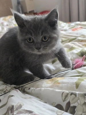 Katzenbaby in Grau sucht ein neues Zuhause   