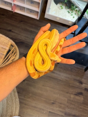 Sumoton Angel & Red Baron Boa Constrictor 