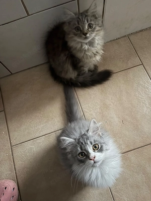 Perser BLH kittis