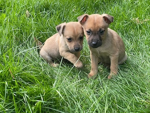 Zucker süße Zwergpinscher-Mix-Welpen