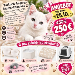  Süßer Türkisch-Angora-Maine-Coon-Mix Kater sucht liebevolles Zuhause 