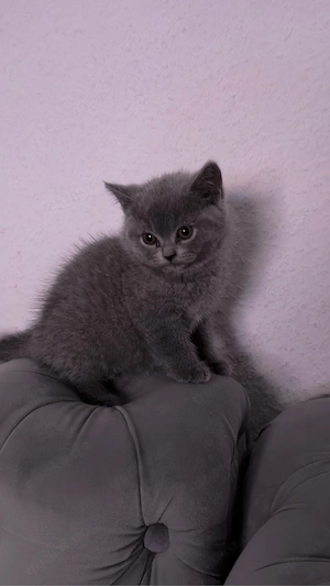 BKH Kitte 