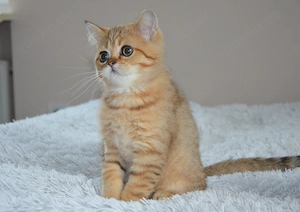 Süße BKH Golden und Blue Golden Shaded Babykatzen - entwurmt und geimpft 