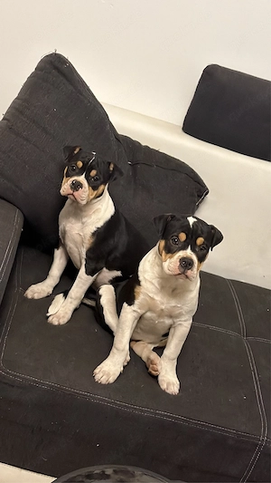 OEB Jungen 