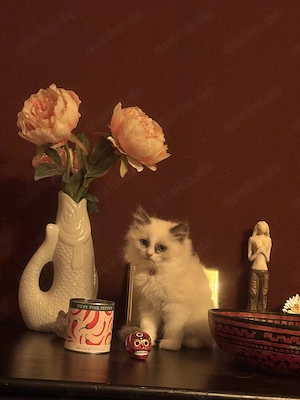 Ragdoll Kitten Blue Bicolour