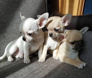 Süße Chihuahua-Welpen in liebevolle Hände abzugeben   