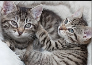 Baby katze