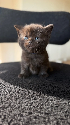 Reinrassige Britischkurzhaar kitten 