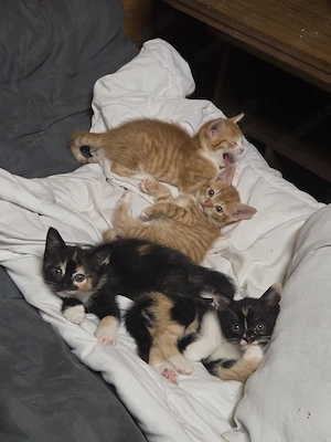 5 süße Kitten suchen ein liebevolles Zuhause!   