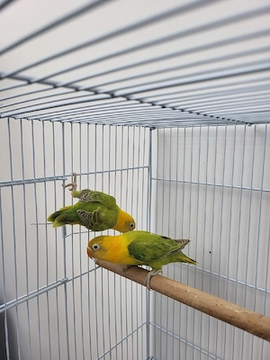 opaline yellow 