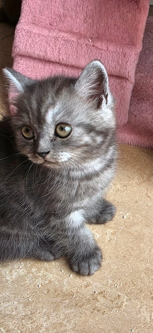 Katzen 4 monate 