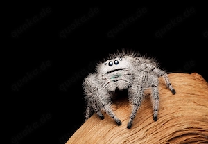 Phidippus regius White Bahamas Springspinne