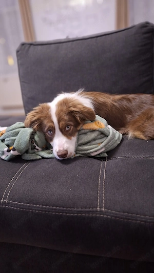 Border-Collie-Hündin