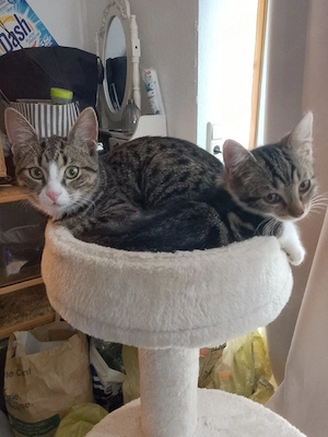 kleine katzen 