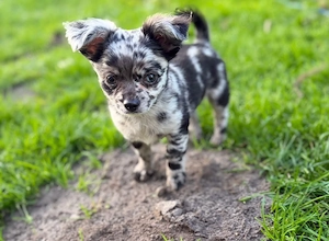 abgabebereite chihuahuawelpen in besonderer farbe 