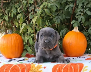 Canecorso for adoption 