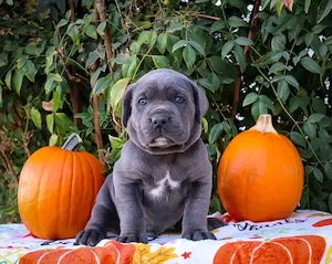 Canecorso male ready to go 