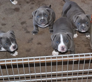 American-Pitbull-Terrier-Welpen