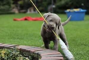 Wunderschönen Silber Labrador Welpen mit Papieren 